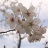 Mengfeng Tsai Photo 1