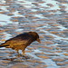 Sandy Crow Photo 21