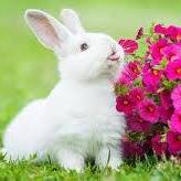 Cynthia Lovell Photo 26