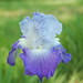Clarence Flowers Photo 28