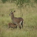 Elizabeth Younger Photo 26