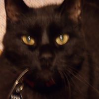 Shari Simon Photo 15