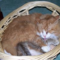 Carolyn Lemon Photo 9