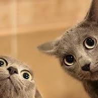 Kellie Walsh Photo 41