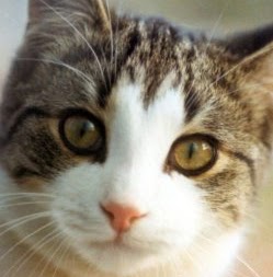 Sheila Hamilton Photo 20