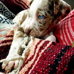 Cedric Myers Photo 3