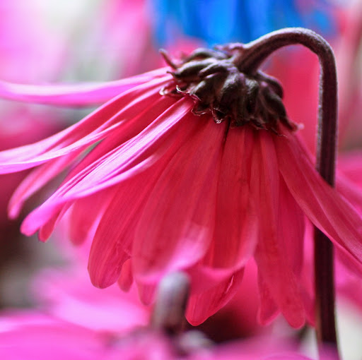Belinda Morton Photo 8