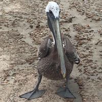 Janice Kramer Photo 21