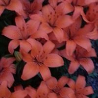 Theresa Wiley Photo 6