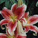 Celia Rodriguez Photo 24