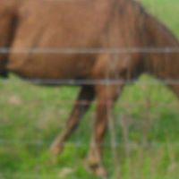 Mary Mullinax Photo 20