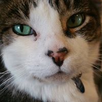 Mark Mcgowan Photo 19 Mark Mcgowan Photo 19