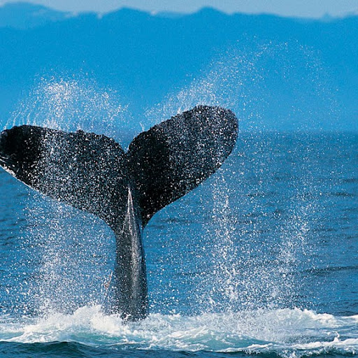 Connie Rice Photo 11