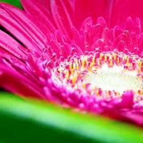 Julie Gleeson Photo 28