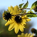 Connie Hanson Photo 25