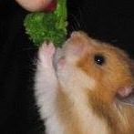 Steve Bruce Photo 31