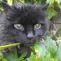 Molly Malone Photo 22