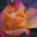 Gary Lester Photo 15