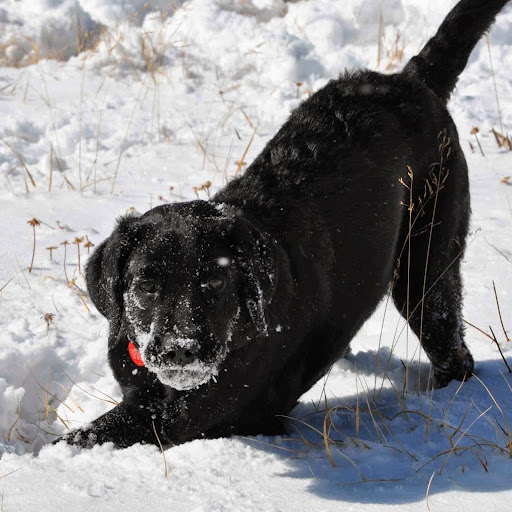 Nancy Rosenblum Photo 37 Nancy Rosenblum Photo 37