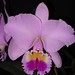 Francis Bell Photo 37