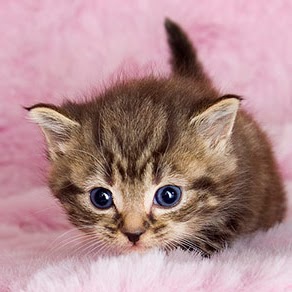 Dianna Green Photo 35