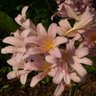 Bonnie Vaughn Photo 23