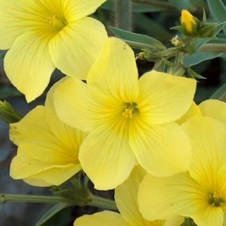 Jacqueline Pineda Photo 11