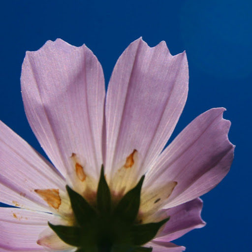 Julie Wheaton Photo 3