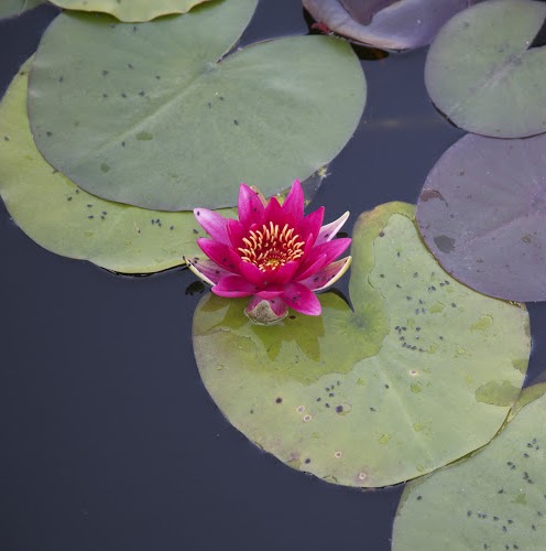 Diane Long Photo 17