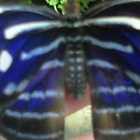 Kimberly Clemmons Photo 6