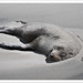 Sandy Seals Photo 18