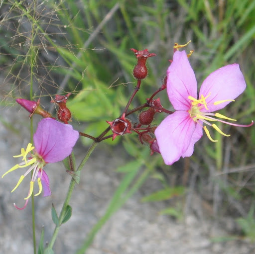 Rachel Schultz Photo 18