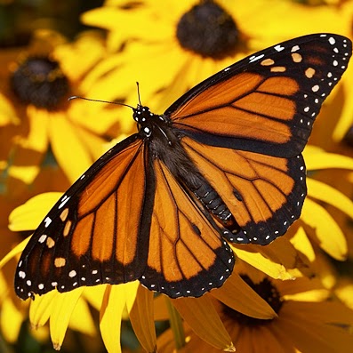 Barbara Field Photo 33