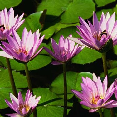 Dianne Green Photo 22