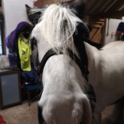 Tracy Frost Photo 17