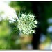 Anne Goodman Photo 35