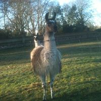 Ruth Ashton Photo 12