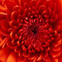 Crystal Gamble Photo 34