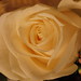 Sherri Rose Photo 33