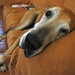 Fawn Chandler Photo 3