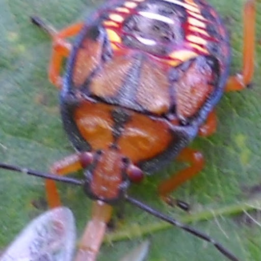 Cathy Rhodes Photo 21