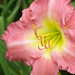 Sue Carpenter Photo 12