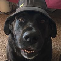 David Michaelson Photo 18