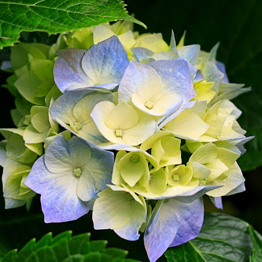 Janice Perez Photo 38