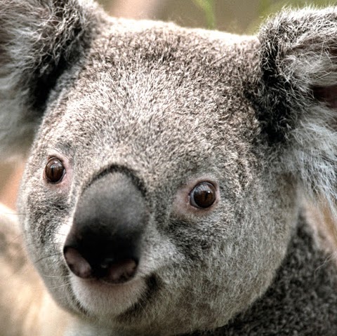 Keith Vaughan Photo 19