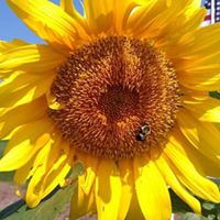 Lisa Hoehn Photo 9
