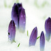 Tamara Snow Photo 9