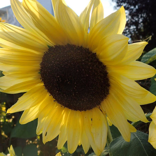 Mona Miller Photo 25