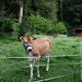 Bessie Brown Photo 15