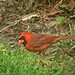 Lynn Cardinal Photo 14